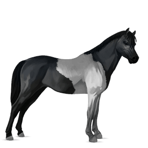 pony black tobiano