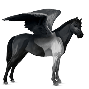 riding pegasus argentinean criollo black tobiano