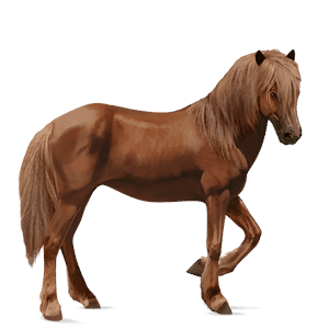 riding horse vanner chestnut