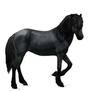 riding horse camargue black