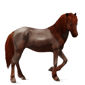 riding horse lusitano dark bay