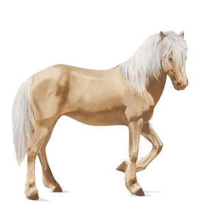 riding horse barb black