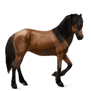 riding horse brumby bay
