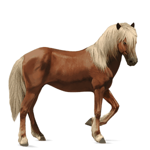 pony cremello