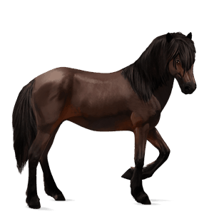 riding horse thoroughbred dark bay