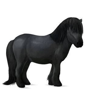 pony shetland dun