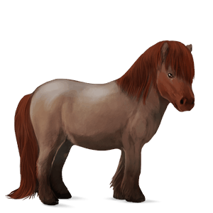 pony flaxen chestnut 