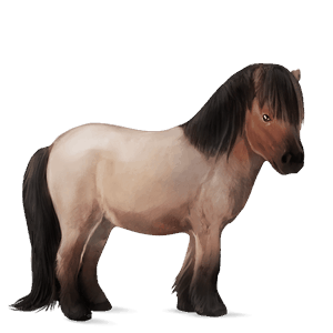 riding horse arabian horse fleabitten gray