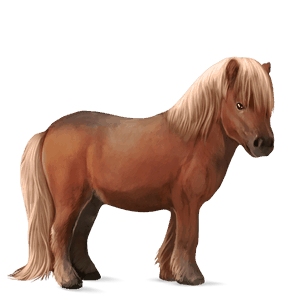 pony flaxen chestnut 