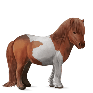 pony shetland chestnut