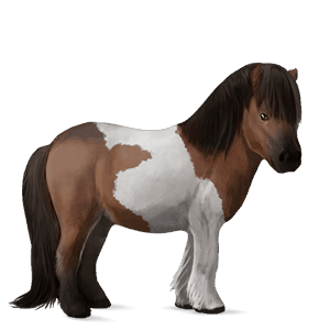 pony newfoundland pony light gray