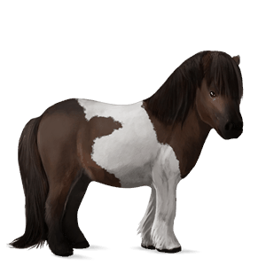 pony shetland liver chestnut tobiano