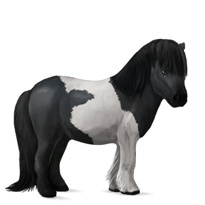 pony chestnut