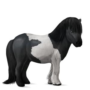 pony shetland black