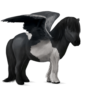 pegasus pony shetland black tobiano