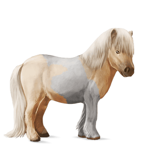 pony shetland cremello