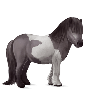 pony shetland palomino