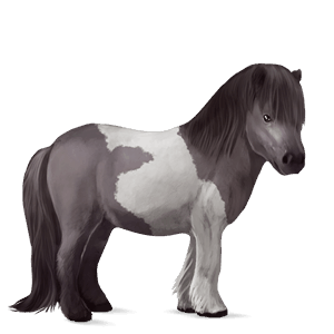 pony shetland dark bay