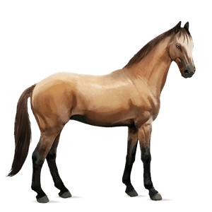 riding horse selle français liver chestnut