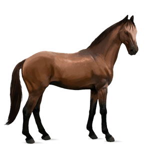 riding horse trakehner bay