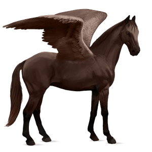 riding pegasus selle français liver chestnut