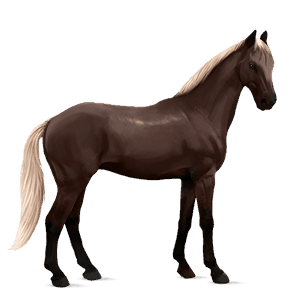 riding horse vanner chestnut tobiano