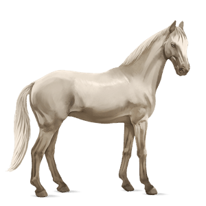 pony belgian riding pony cremello