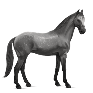riding horse friesian black
