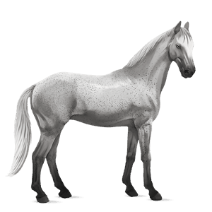 riding horse quarter horse light gray