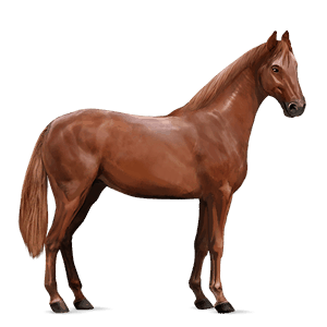 riding horse holsteiner chestnut