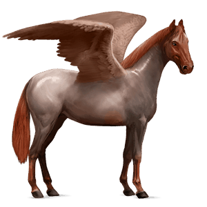riding pegasus kwpn bay