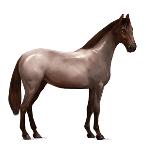 riding horse mustang roan