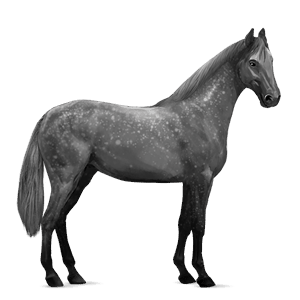 riding horse lipizzan dapple gray