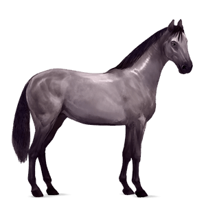 riding horse standardbred dapple gray