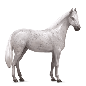 riding horse thoroughbred light gray