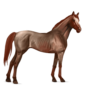 riding horse thoroughbred bay