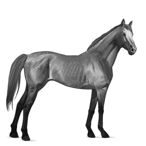 riding horse thoroughbred dapple gray