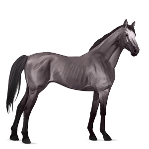 riding horse selle français chestnut