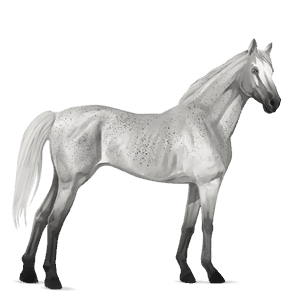 riding horse selle français palomino