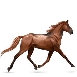 riding horse thoroughbred liver chestnut