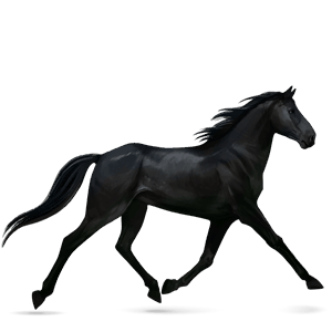 riding horse mangalarga marchador black