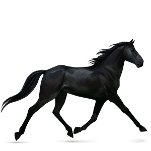 riding horse standardbred black
