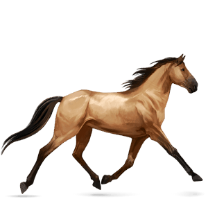 riding horse thoroughbred bay