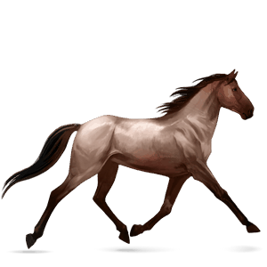 riding horse mustang roan