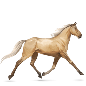 riding horse kwpn dun