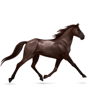 riding horse thoroughbred liver chestnut