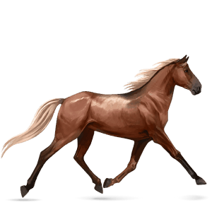 riding horse selle français liver chestnut