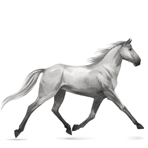 riding horse standardbred light gray