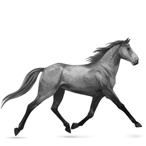 riding horse trakehner dapple gray