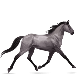 riding horse thoroughbred black